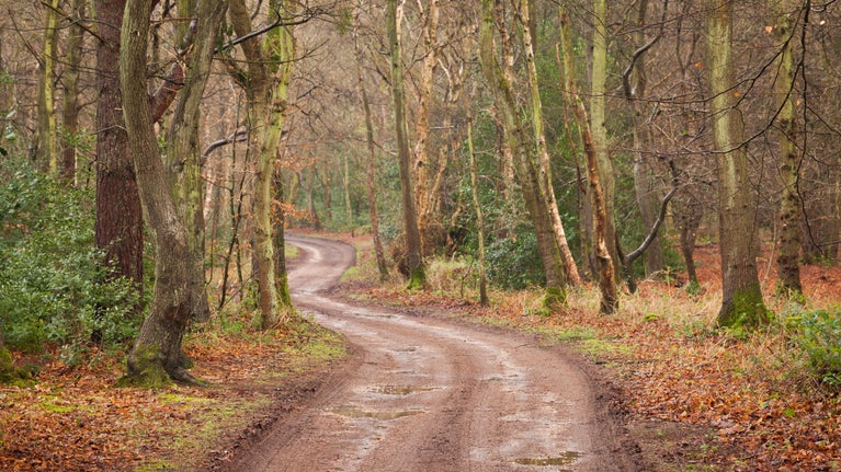Road winding through winter woodland at West Runton